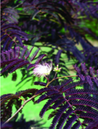 Summer Chocolate Mimosa Tree